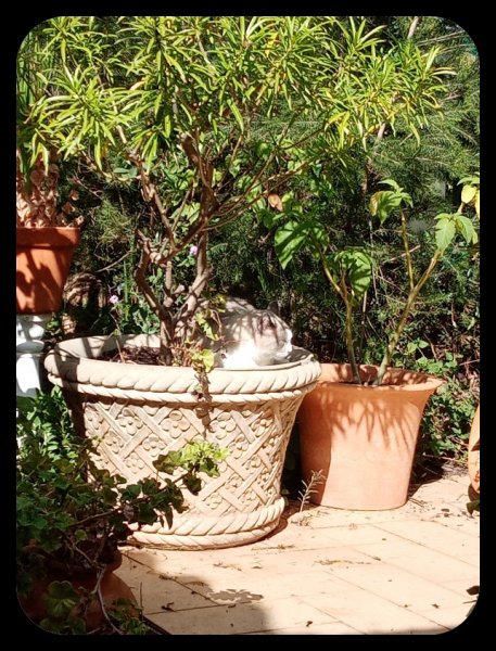 Van in Pot 12 Oct 22.jpg