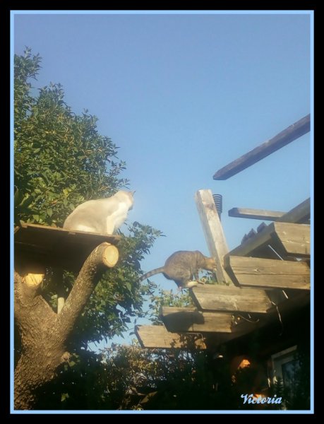 Van & Munch  in Treehousse5.jpg