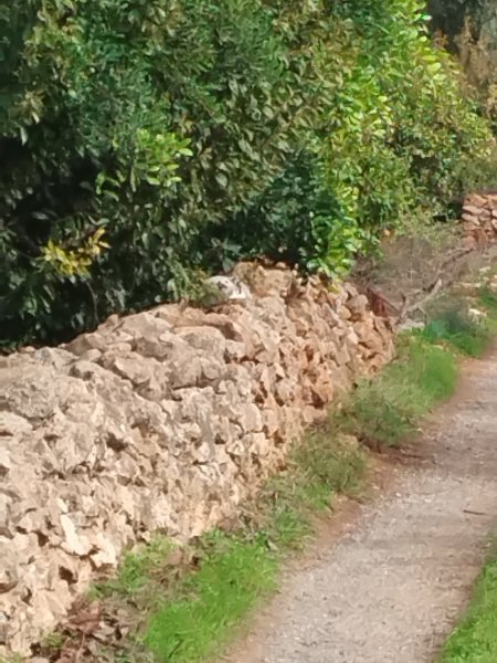 Van on Lane2 11 Oct 25.jpg