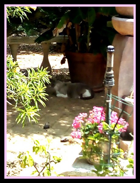 Van under Nana 21 Jul.jpg