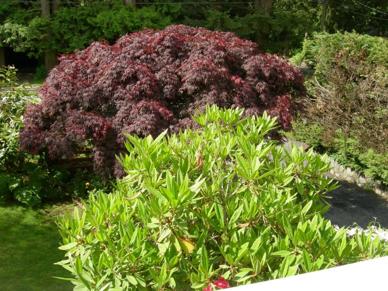 Vancouver June 2011 113.JPG