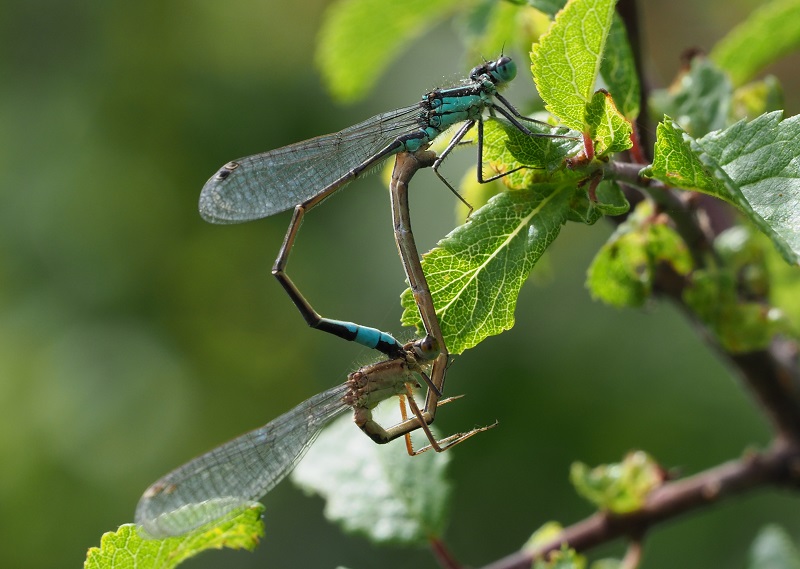 variable damsel 2019A.jpg