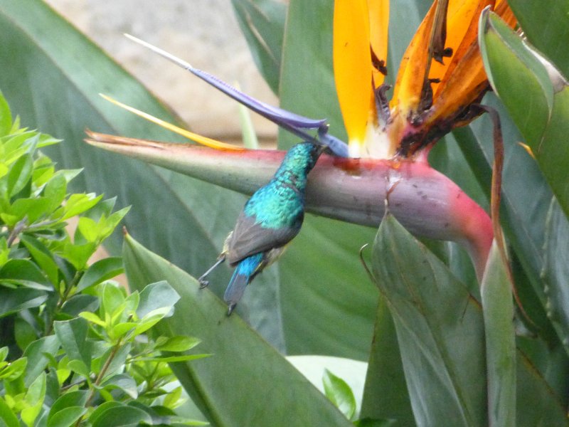 Variable Sunbird-  Outspan  Hotel.JPG