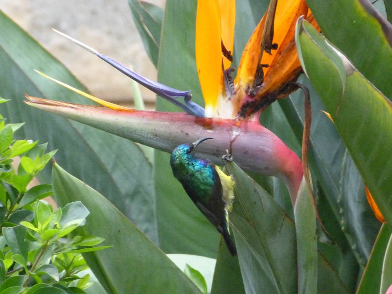 Variable Sunbird - Outspan.JPG