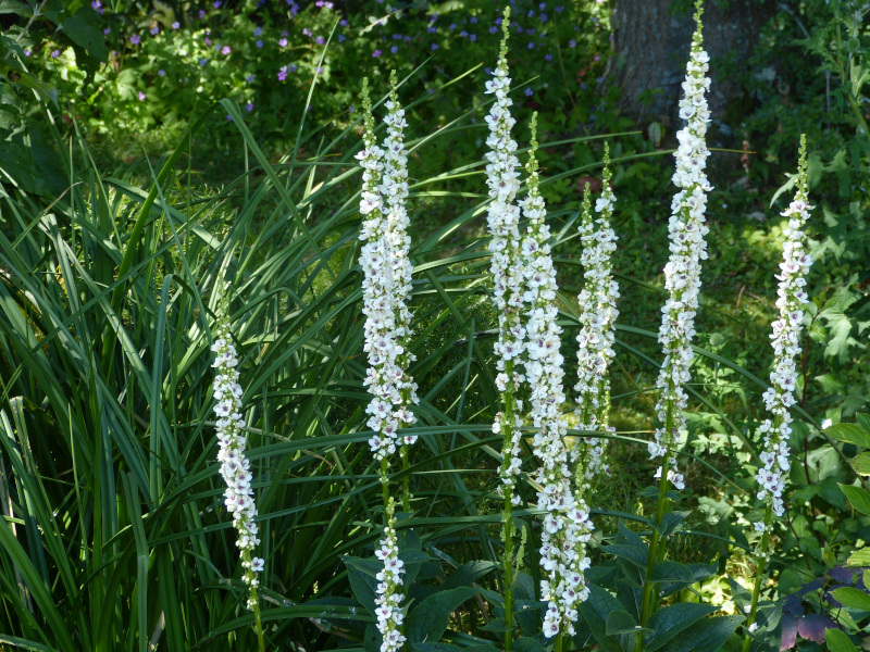 Verbascum chiaxi.JPG