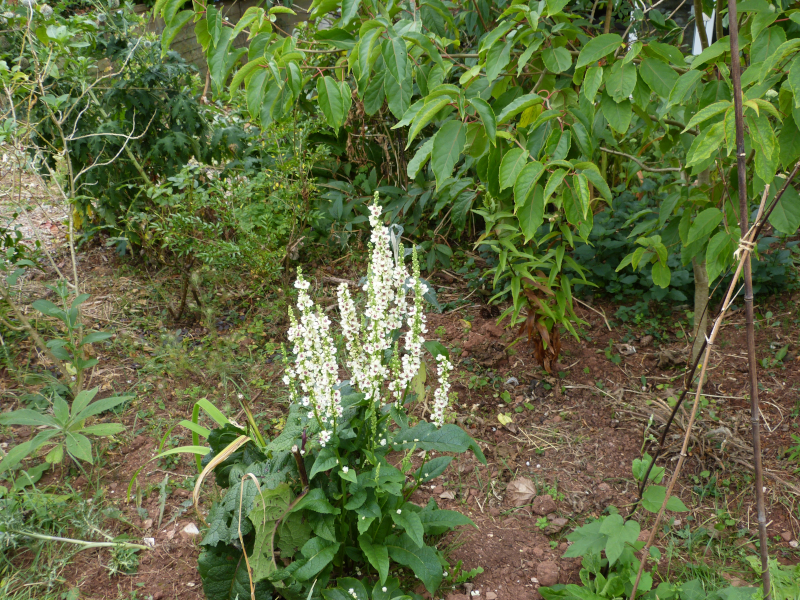 Verbascum chiaxi.JPG
