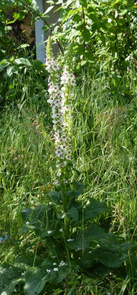 Verbascum chiaxii.JPG