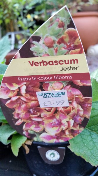 Verbascum-Jester.jpg