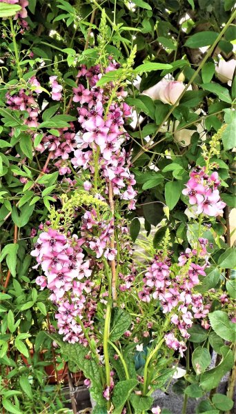 Verbascum.jpg