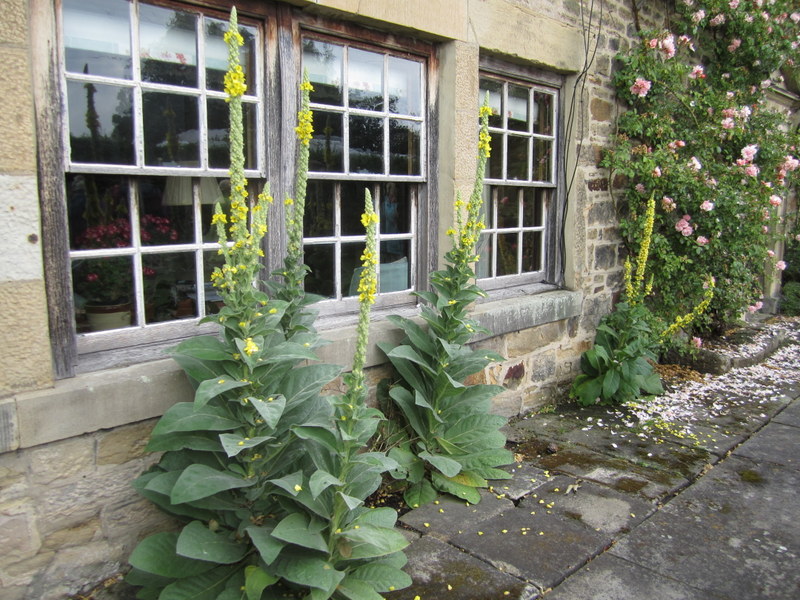 VERBASCUM  THAPSUS 14-07-2010 13-37-06.JPG