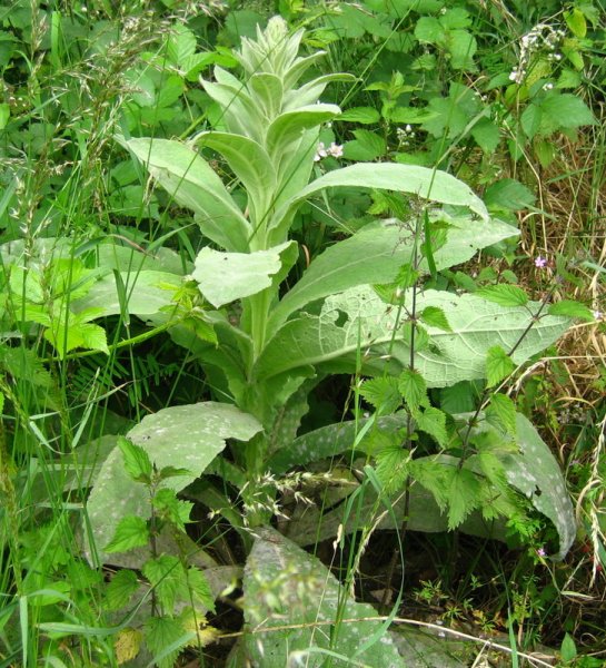 VERBASCUM  THAPSUS  GREAT  MULLEIN 20-Jun-08 11-27-44 AM.jpg