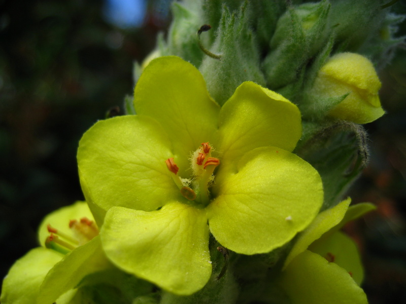 VERBASCUM  THAPSUS  GREAT  MULLEIN 30-Jun-08 1-24-19 PM.jpg