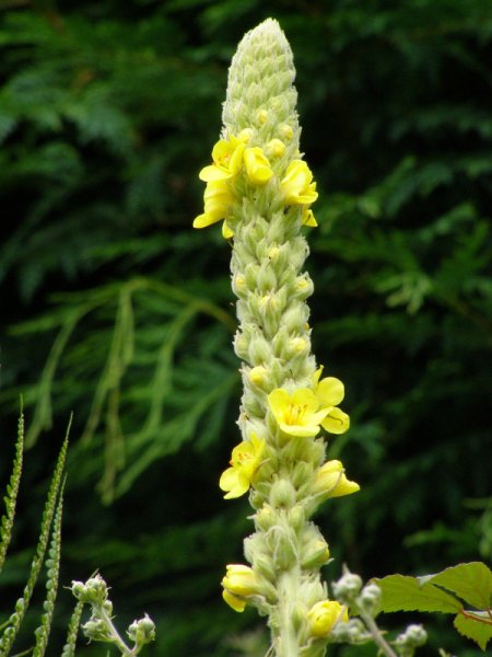 VERBASCUM  THAPSUS  GREAT  MULLEIN 30-Jun-08 11-09-37 AM.jpg
