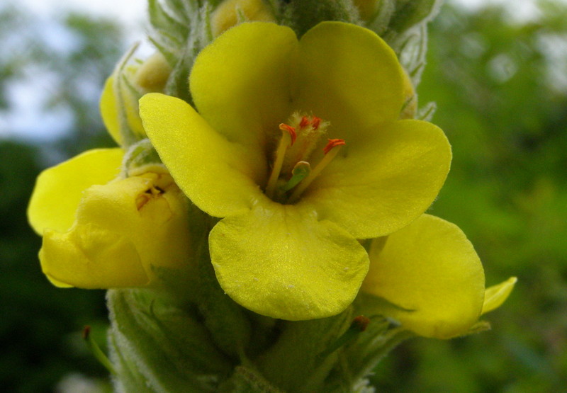 VERBASCUM  THAPSUS  GREAT  MULLEIN 30-Jun-08 11-13-31 AM.jpg