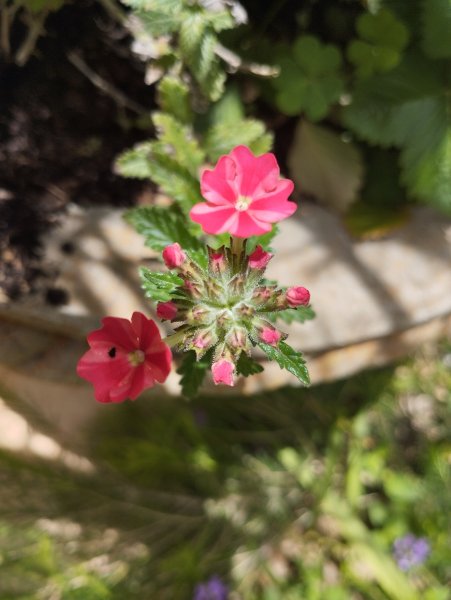 Verbena 12 Apr 25.jpg