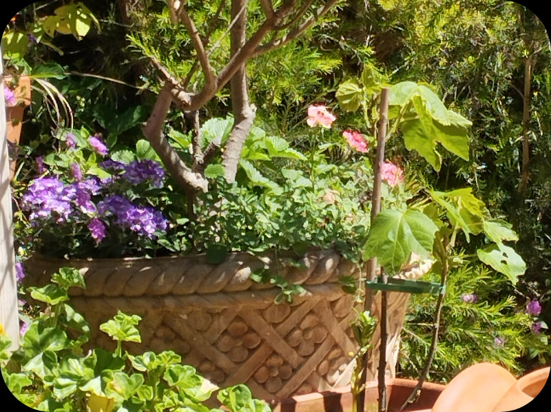 Verbena 22 Apr 25.jpg