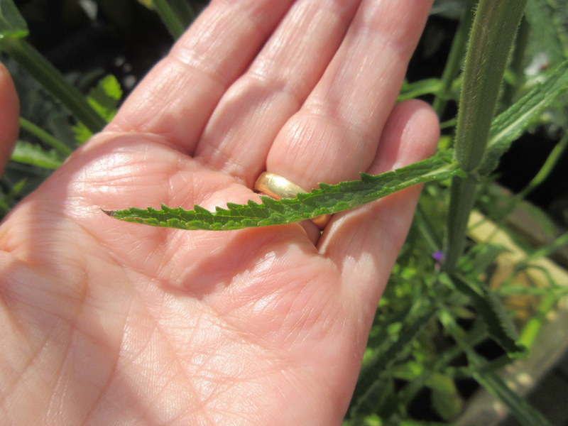 VERBENA  BONARIENSIS 09-07-2018 13-49-29.JPG
