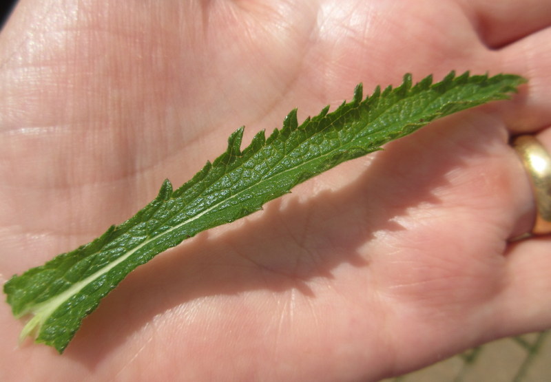 VERBENA  BONARIENSIS 09-07-2018 13-50-02.JPG