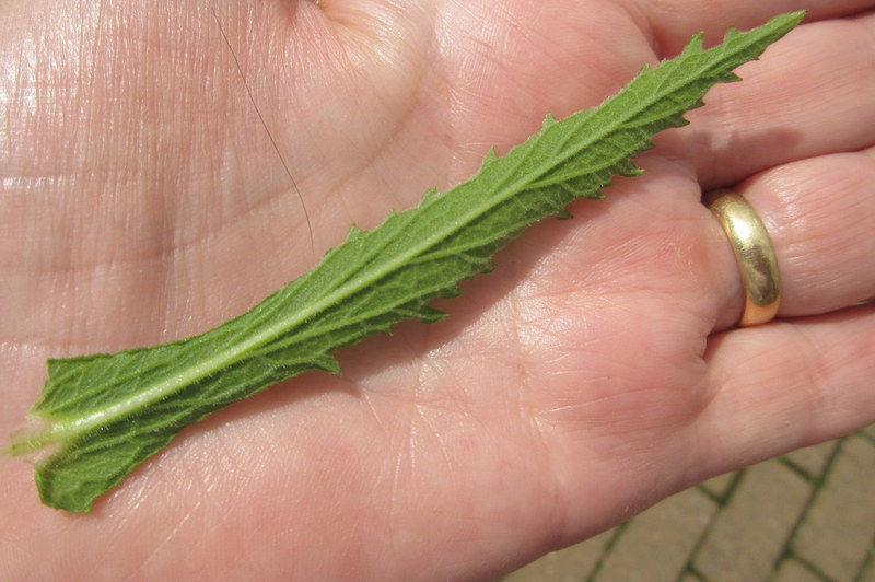 VERBENA  BONARIENSIS 09-07-2018 13-50-12.JPG