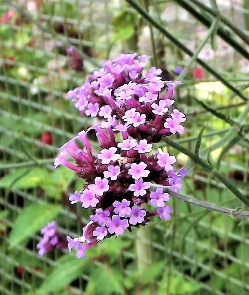 Verbena bonariensis - Copy.JPG