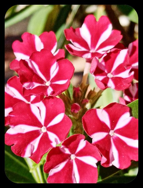 Verbena Candy Stripe 27 Jul.jpg