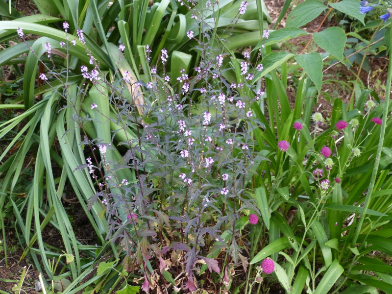 Verbena officinalis grandiflora Bampton.JPG