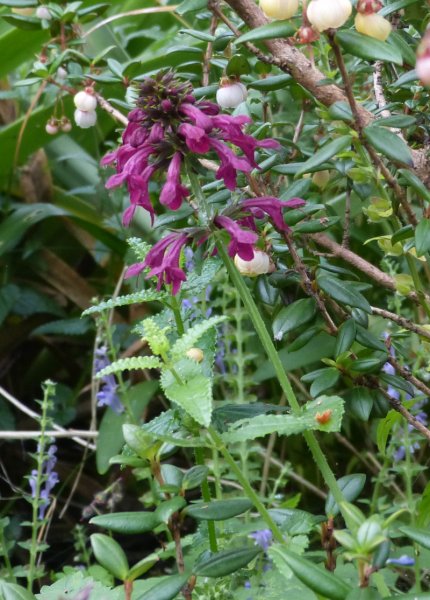 Verbena officinalis, grandiflora Bampton.JPG