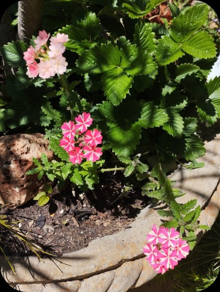 Verbena Pink 22 Apr 25.jpg