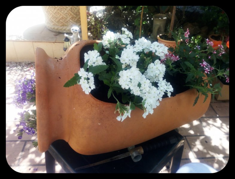 Verbena Pot 3 Jul.jpg