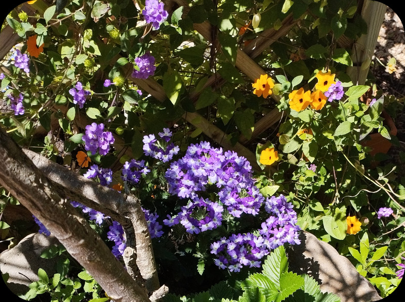 Verbena purple 22 Apr 25.jpg