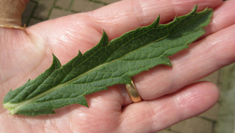 VERBENA  RIGIDA 09-07-2018 13-51-38.JPG