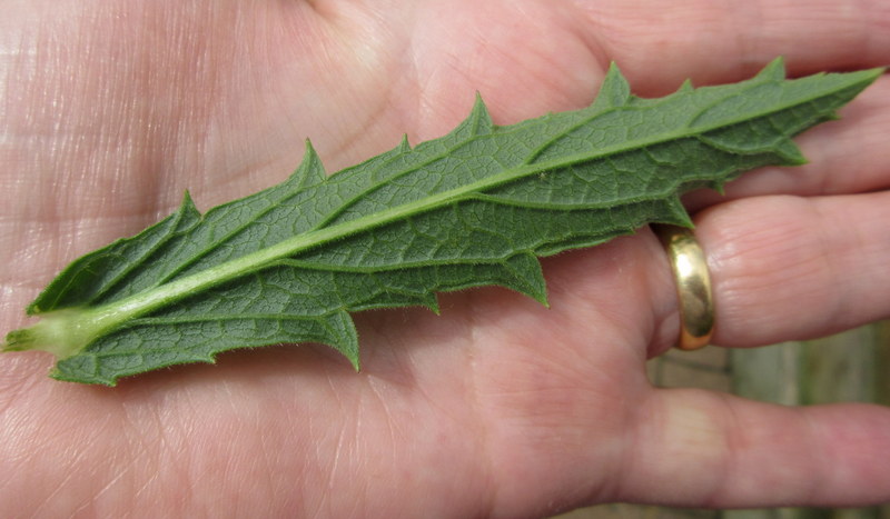 VERBENA  RIGIDA 09-07-2018 13-52-00.JPG