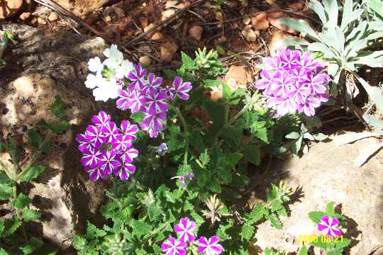 Verbena striped.JPG