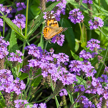 verbena_rigida_vervain_.jpg