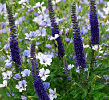 Veronica Sunny Border Blue_Hardy geranuim_Kasmir White.jpg