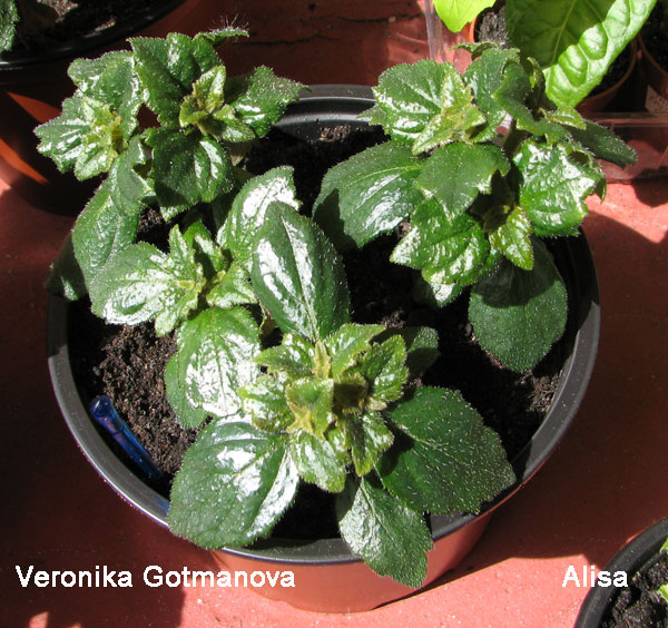 veronika.jpg