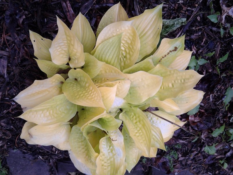 very yellow hosta.jpg