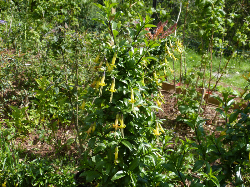 Vestia foetida 2.JPG