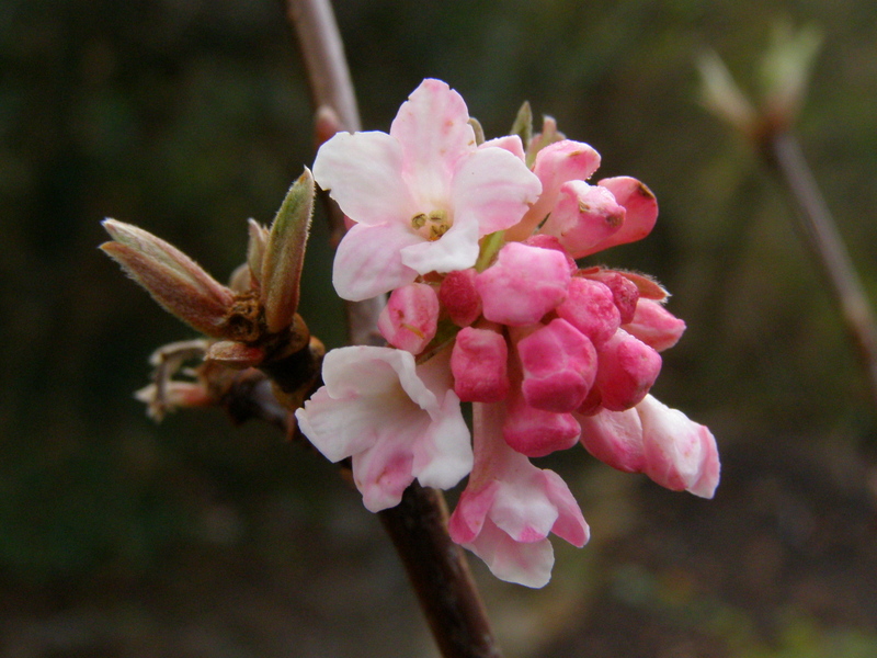 VIBURNUM  BODNANTENSE  DAWN 12-12-2007 11-30-05.JPG