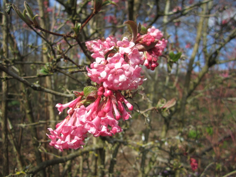 VIBURNUM  BODNANTENSE  DAWN 21-03-2012 13-56-53.JPG