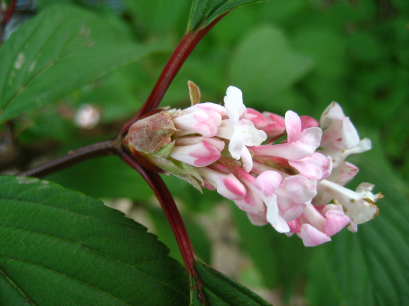 VIBURNUM  BODNANTENSE  DAWN 28-08-2007 13-57-28.JPG