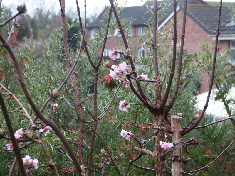 Viburnum bodnantense Dawn.JPG