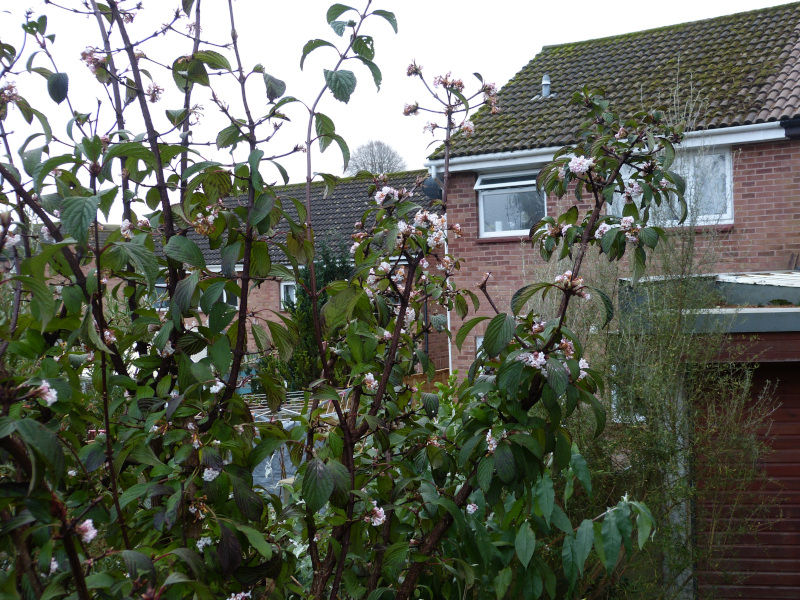 Viburnum bodnantense Dawn.JPG