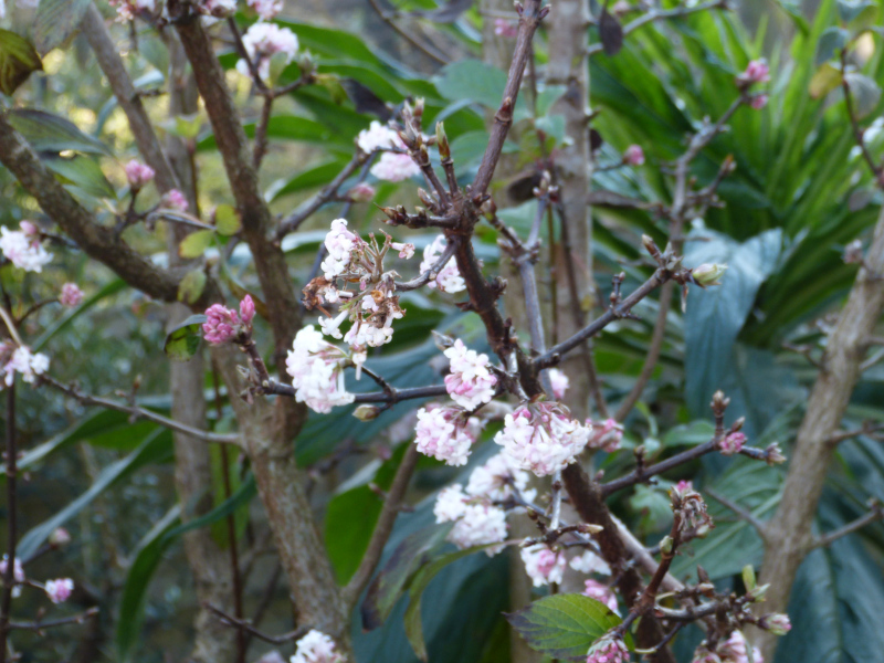 Viburnum bodnantense Dawn.JPG
