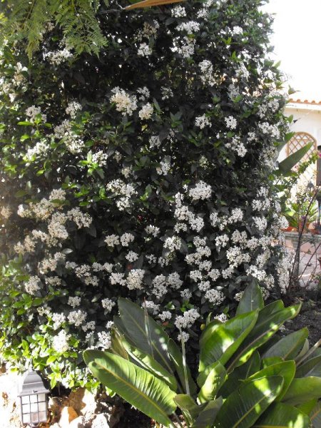 Viburnum & BoPs.jpg