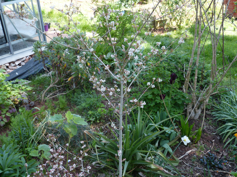 Viburnum chingii.JPG