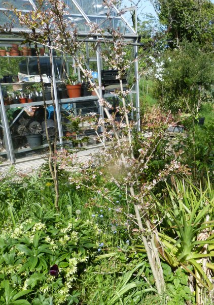 Viburnum chingii.JPG