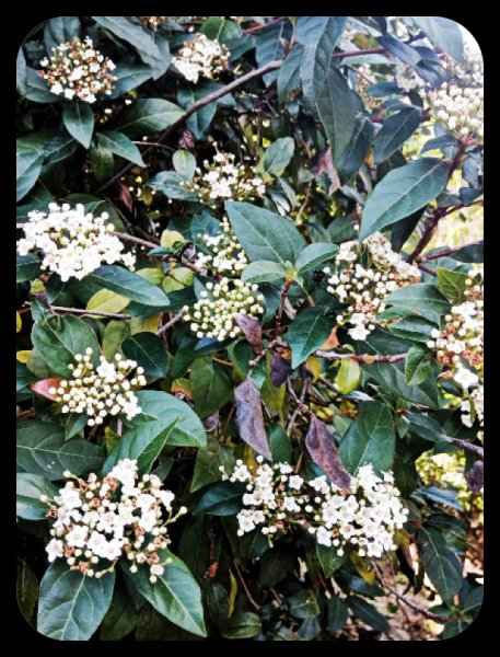 Viburnum close 25 Jan 22.jpg