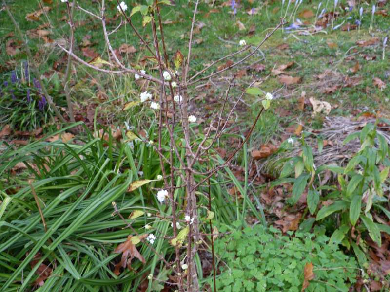 Viburnum farreii.JPG