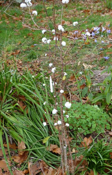 Viburnum farrerei 2.JPG